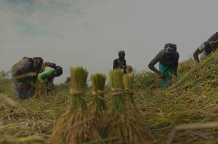 Enhancing Rice Production in Côte d’Ivoire