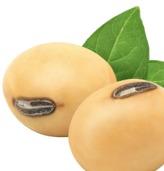 soybeans with green leaves
